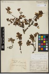 Foto von Salix waldsteiniana Willd.